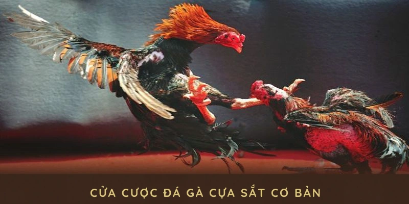 cách cược cơ bản trong đá gà cựa sắt 