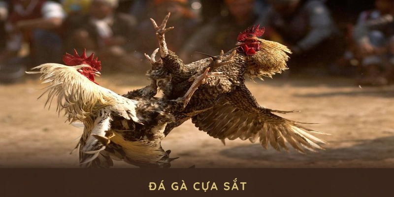 đá gà cựa sắt