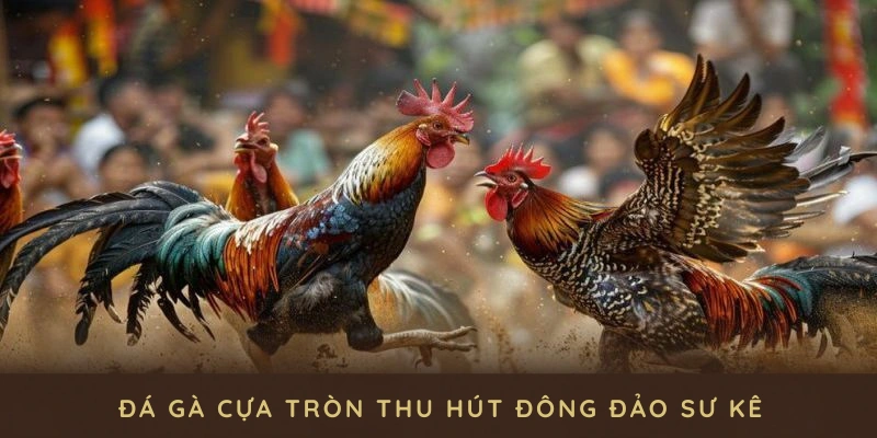 Đá gà cựa tròn hiện đang thu hút đông đảo sư kê và người chơi