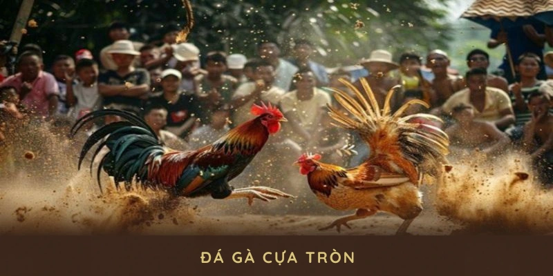 đá gà cựa tròn