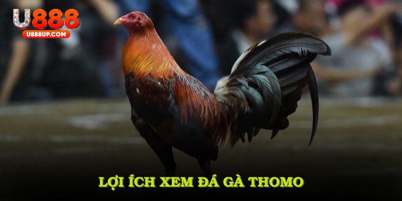 Lợi ích xem đá gà Thomo