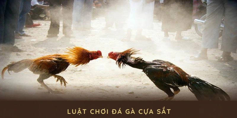 luật chơi đá gà cựa sắt cơ bản