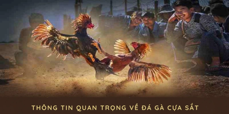 thông tin đá gà cựa sắt