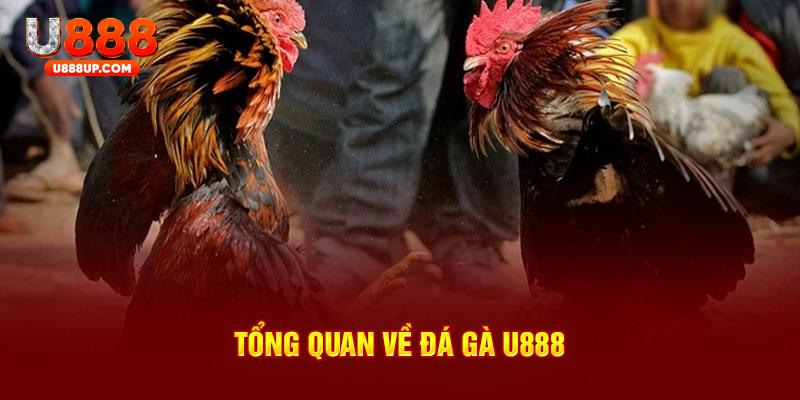 Tổng quan về đá gà U888